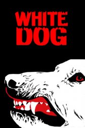 White Dog