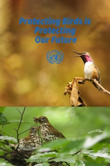 Protecting Birds Is Protecting Our Future