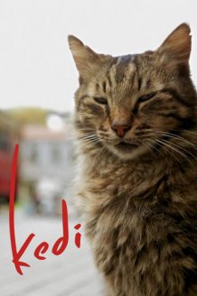 Kedi